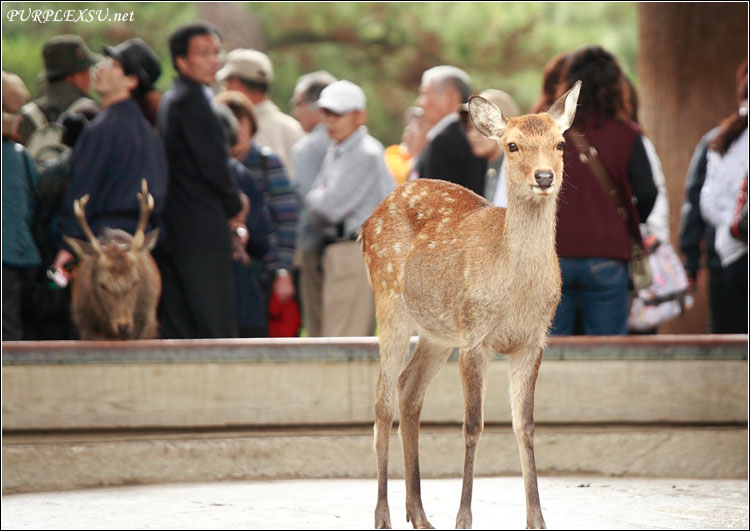 奈良公园东大寺门前的梅花鹿