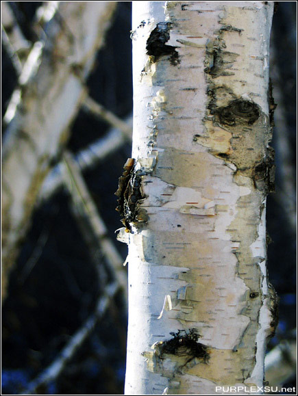 密云天仙瀑 白杨树