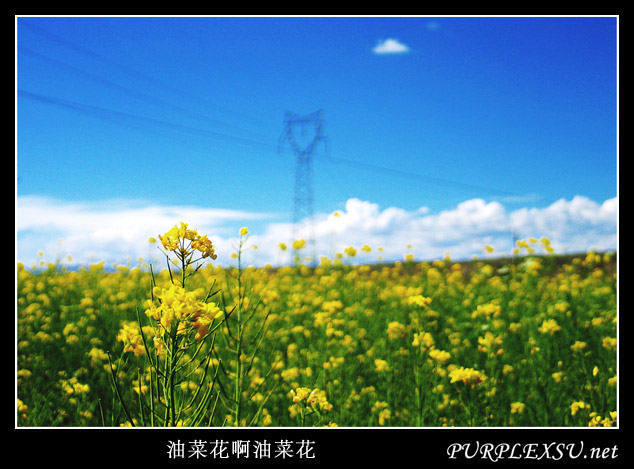 青海湖 油菜花