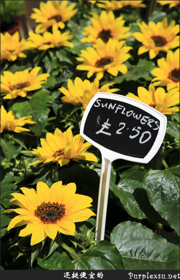 伦敦Spitalfields Market里卖的向日葵