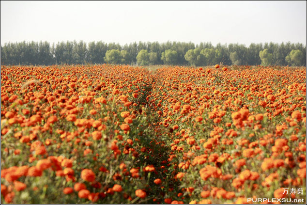 辽宁彰武县公路边种植的大片万寿菊