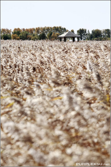 齐齐哈尔扎龙自然保护区里的芦苇荡