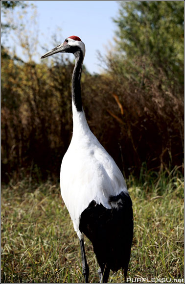 扎龙自然保护区里散养的丹顶鹤