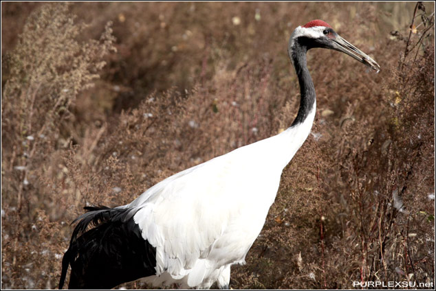扎龙自然保护区里散养的丹顶鹤