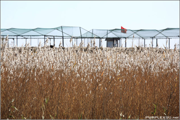 扎龙自然保护区里饲养丹顶鹤的鹤笼
