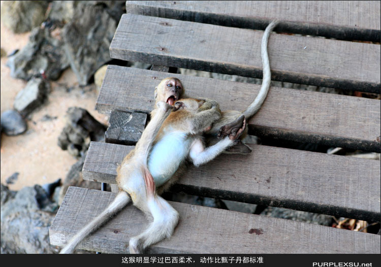 Krabi（甲米）Aonang海滩边的猴子