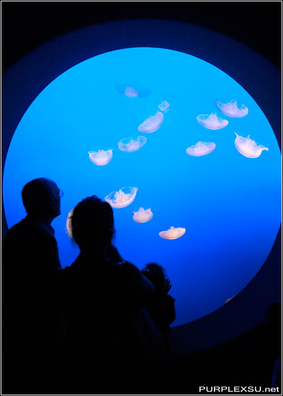 美国Monterey水族馆的水母展区