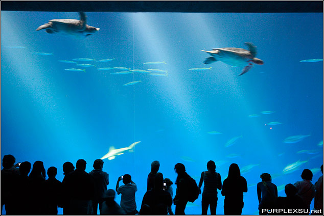 美国Monterey水族馆的Open Sea展区